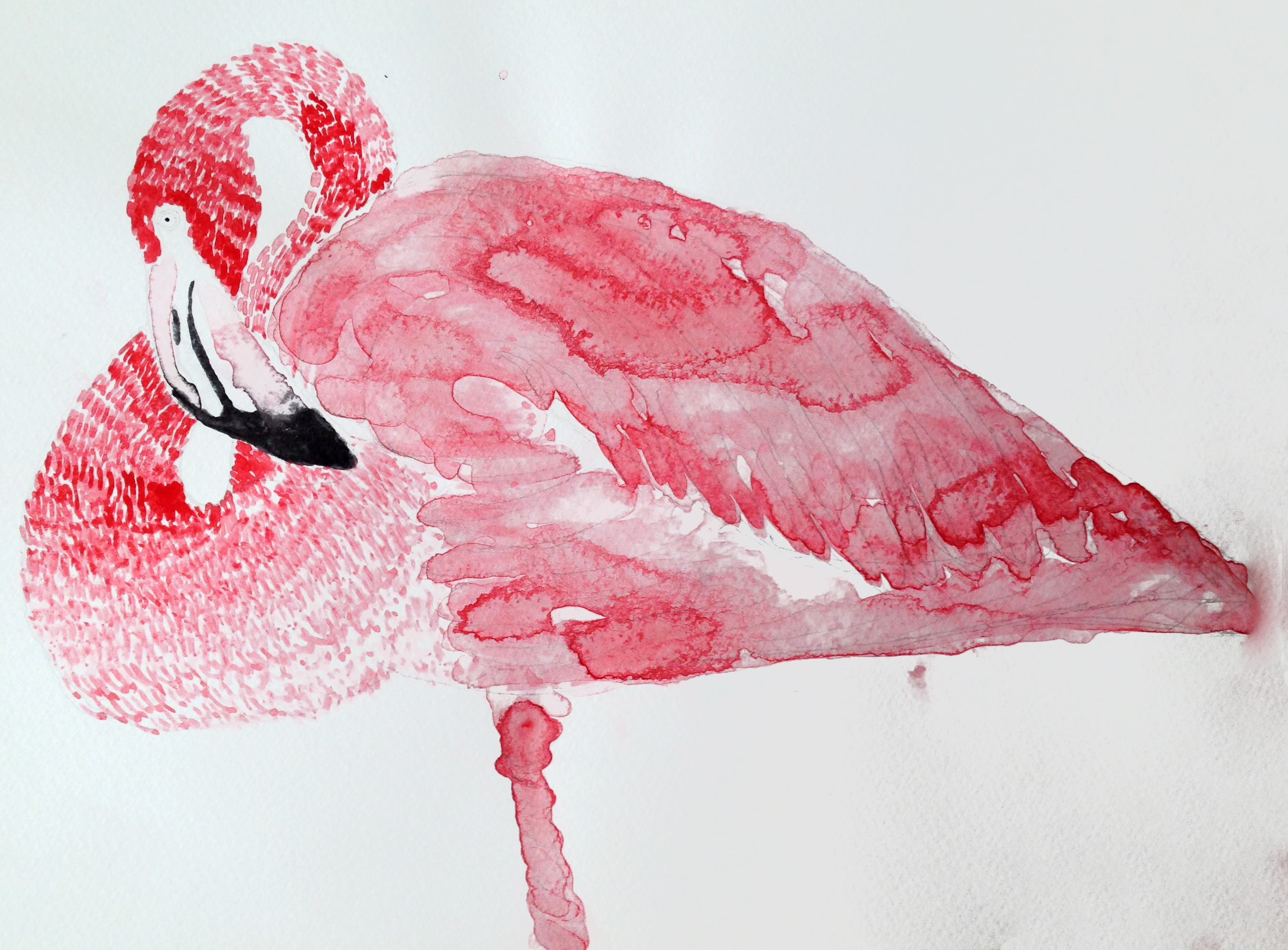 flamingo acuarela Liudmila